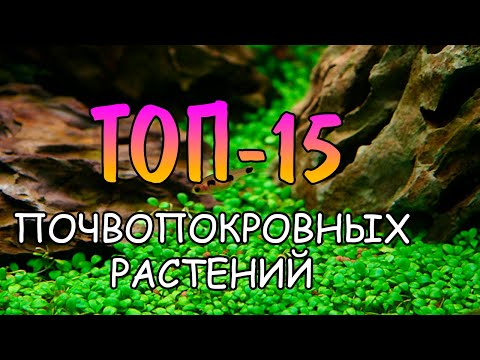 Видео: ТОП 15 ПОЧВОПОКРОВОК