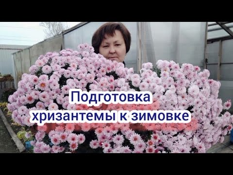 Видео: Хризантема мультифлора. Готовлю хризантему к зимовке