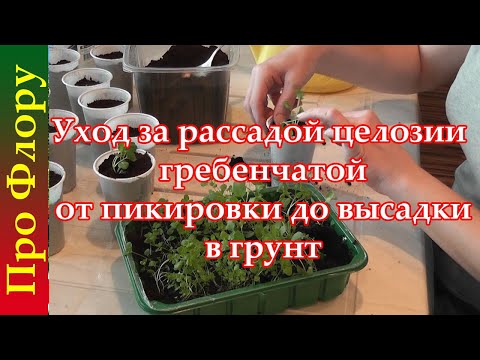 Видео: Уход за рассадой целозии гребенчатой от пикировки до высадки в грунт