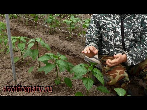 Видео: Важная подкормка перцев после высадки