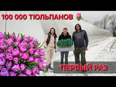 Видео: Брестчане посадили 100 тысяч тюльпанов на 8 марта, впервые .  #васькапилот