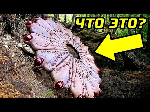 Видео: 50 Невероятных Фактов, Которые Взорвут Ваш Мозг