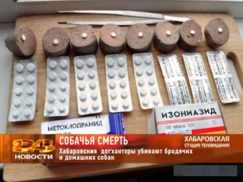 Видео: Догхантеры вышли на охоту!