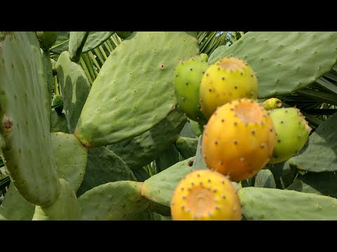 Видео: Венгрия. Выставка кактусов. г. Кестхей.