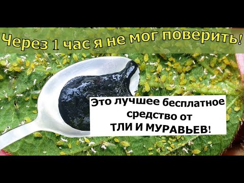 Видео: ЭТО ЛУЧШЕЕ ОТ ТЛИ И МУРАВЬЕВ! СРЕДСТВО ОТ ТЛИ И МУРАВЬЕВ!