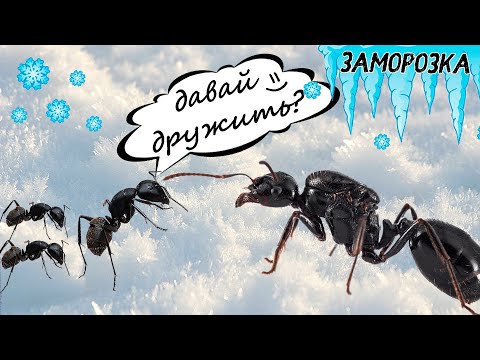 Видео: Подселение муравьев к матке через заморозку / Messor Structor / AntsWorld