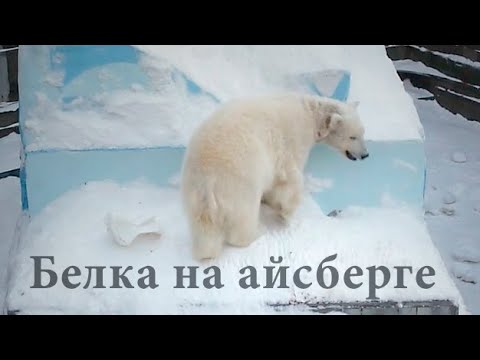 Видео: Медвежонок Белка снова на айсберге, а мама Герда проводит урок борьбы.