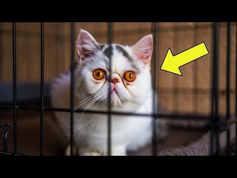 Видео: Приют умолял нас НЕ брать этого урода! Посмотрите, что случилось потом… 😭