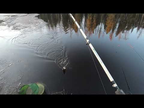 Видео: Язёвое время. Язь идёт, а лёд ещё нет. Рыбалка по полутвёрдой воде.