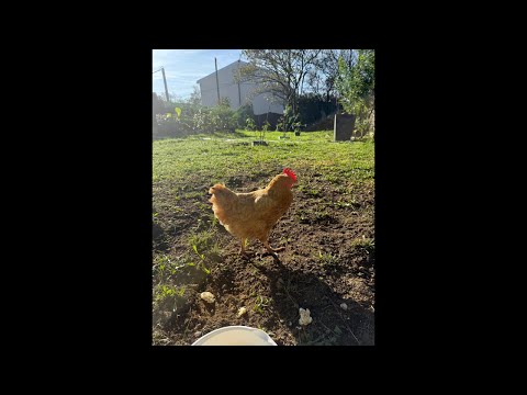 Видео: Когда куры умнее людей. часть 2 