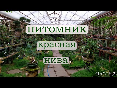 Видео: Прогулка по питомнику Красная Нива Часть 2