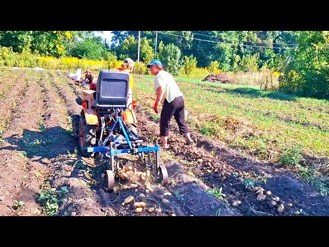 Видео: Співає і на🚜Коп 🥔🥔на полі сорт Гренада та мішана‼️Оце так помічники💪