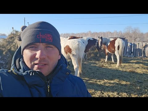 Видео: В гостях у Саныча.Пегие лошади Зорька, Зозуля, Зайсан.