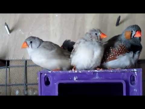 Видео: #Амадины,краткая характеристика