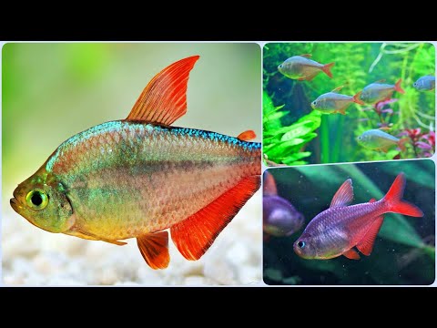Видео: Тетра Сапфировая Колумбийская - рыбка для маленького аквариума Содержание Разведение и Совместимость