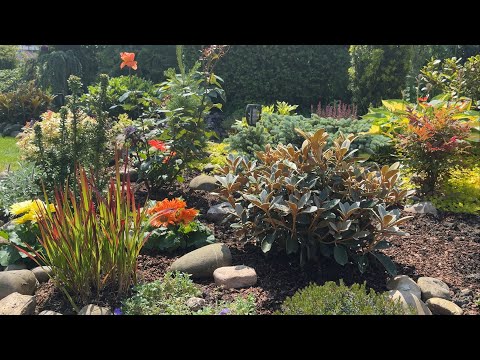 Видео: Преображения в моём саду : высаживаю (ТСУГА канадская , РОДОДЕНДРОН) , пересаживаю ( ХАУТТЮЙНИЯ..)🌟