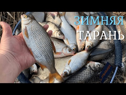 Видео: Попали на клёв тарани. Фидерная рыбалка на Днестре зимой. 03.12.2021