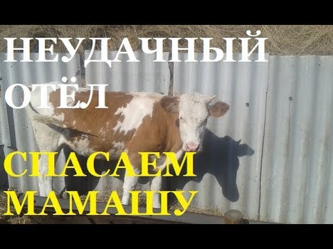 Видео: НЕПРИЯТНОСТИ в ХОЗЯЙСТВЕ # ЛИШИЛИСЬ ТЕЛЁНКА- СПАСАЕМ КОРОВУ