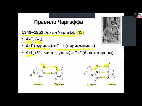 Видео: Лекция 6. Ctrl+C, Ctrl+V для ДНК: полимеразная цепная реакция