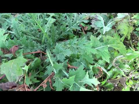 Видео: Заготовка чертополоха(лекарственные травы)