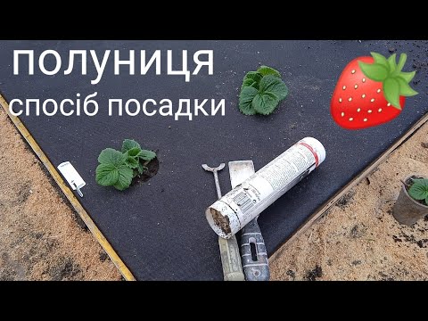 Видео: полуниця легкі Способи посадки якими ми користуємося