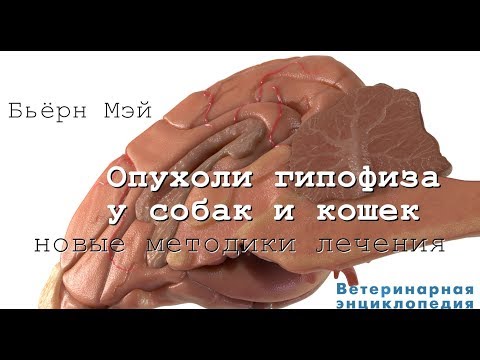 Видео: Опухоли гипофиза у собак и кошек. Новые методики лечения