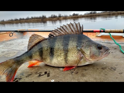 Видео: ГОРБАТЫЙ ОКУНЬ НА МАНДУЛУ ловит ли ета приманка ?