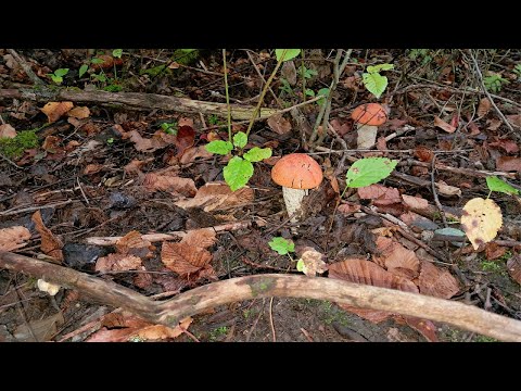 Видео: Назбирав повну торбу червоноголовців.