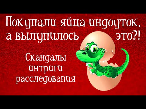 Видео: СЮРПРИЗЫ ПРИ ПОКУПКЕ ЯИЦ ИНДОУТОК!!! Такого вылупа не ожидал никто! Скандалы, интриги, расследования