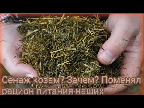 Видео: Сенаж козам? Зачем? Поменял рацион питания наших кормилиц!