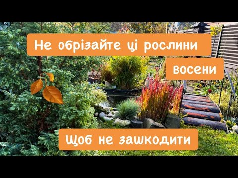Видео: Які багаторічні рослини не обрізаю восени🍂
