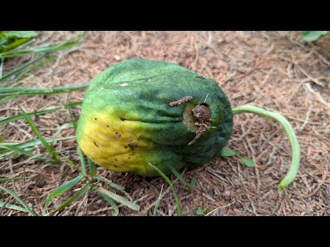 Видео: Неудачно сложившиеся обстоятельства на арбузной грядке! Делюсь неудачным опытом!Все бывает!😒🍉🐛