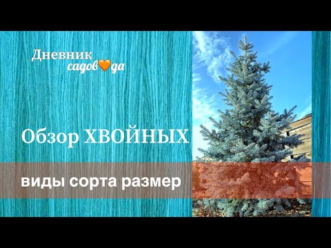 Видео: Кедры, сосны, ели, туи, можжевельники/Прогулка по саду в ноябре