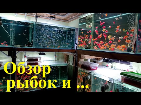 Видео: Обзор рыбок и Необычный стайный нерест данио