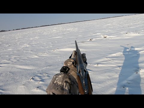 Видео: Охота на зайца ходим по следу