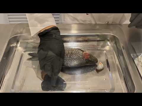 Видео: Вскрытие рыбы