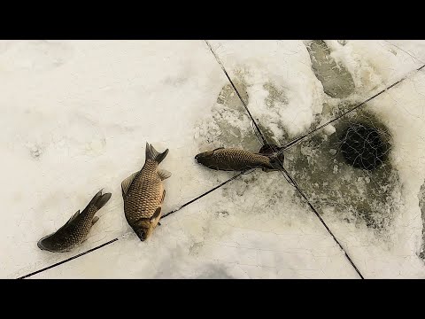 Видео: ГЛУХОЗИМЬЕ?! НЕ, НЕ СЛЫШАЛ! Ловля крупного карася зимой. Рыбалка на "ХАПУГУ-ХЛОПОК".