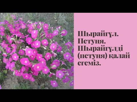 Видео: Шырайгүл. Петуня. Шырайгүлді қалай егеміз. Петуня егу. Петуняны қарға егу. Гүл егу. Гүл отырғызу.