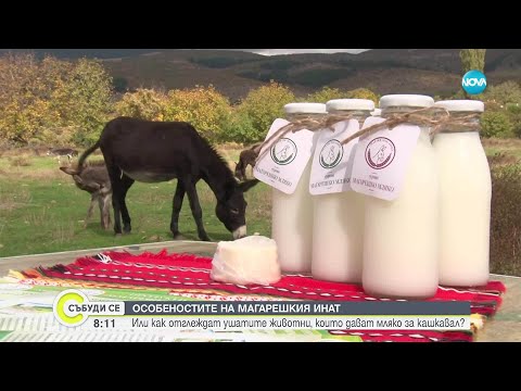 Видео: Как се правят кашкавал и сирене от магарешко мляко