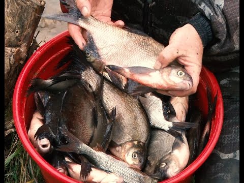 Видео: Тест новинки Марсель ВДЕ.  Калязин рыбалка фидером