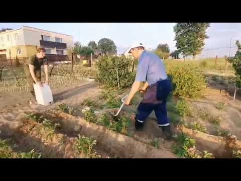 Видео: Электро Лебёдка ЛС-100А, окучивание картофеля и не только!