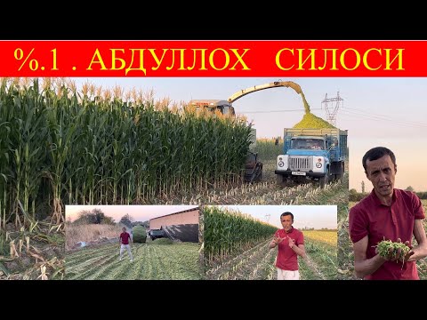 Видео: МАНА   ХАҚИЙҚИЙ. % 1 , силос  Иктадан  думбли Бор дахшат😳📞 97 106 57 57📞 98 300 57 57