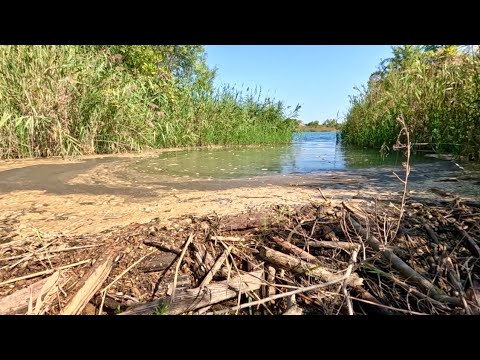 Видео: Снос огромной плотины бобров спровоцировал грандиозное наводнение на озере