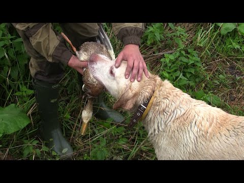 Видео: Охота на уток с лабрадором-ретривером