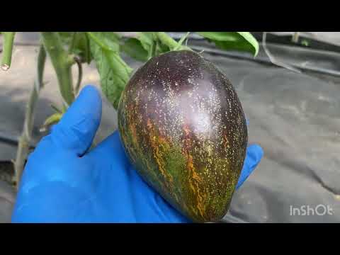 Видео: Обзор первых созревших томатов
