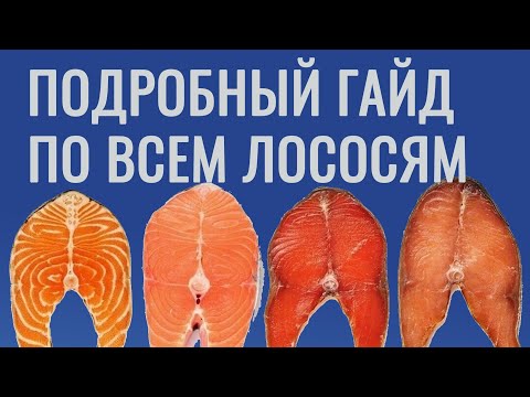 Видео: Гайд по лососям. Как выбирать, как солить, как выжать из рыбы всё.
