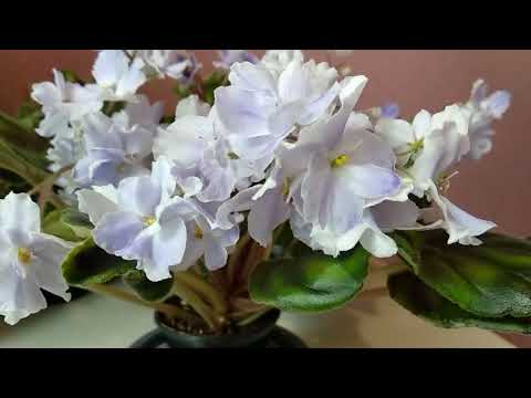 Видео: Фиалки./  Начинаю осенние пересадки.