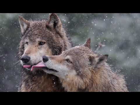 Видео: Легенда о волке и волчице.