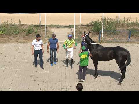 Видео: Большой Элистинский Дерби