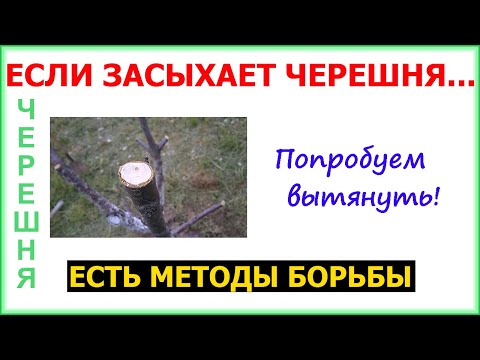Видео: Лечим засыхающую черешню. Если не пойдет переведем на обратный рост.